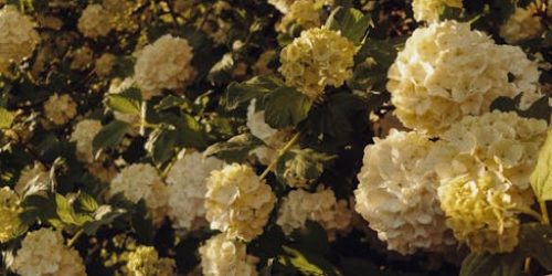 pexels-photo-31947161-31947161 A stunning display of vibrant white Viburnum flowers in full bloom, captured in Dnipro, Ukraine.